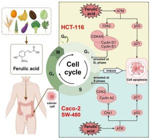 A Potential Weapon in the Fight Against Colon Cancer