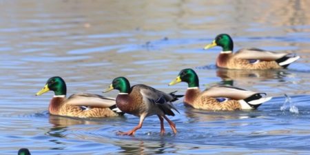 Backyard Poultry at Increased Risk of HPAI as Migrating Mallards Halt for