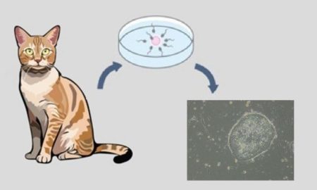 Breakthrough Research Yields Feline Embryonic Stem Cells, a Major