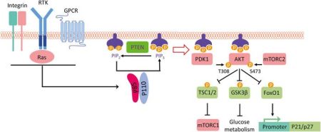 Breakthroughs in Targeted Treatments for Cancers with PIK3CA Mutations