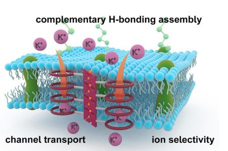 Collaborative Advances in Building Transmembrane Ion Pathways with