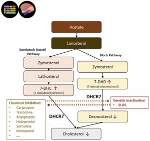 Common Medications Linked to Unexpected Disruption of Cholesterol and Brain