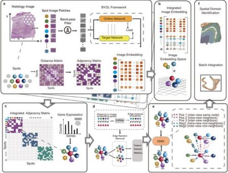 Cutting-Edge Deep Learning Framework Enhances Tissue Analysis in Spatial