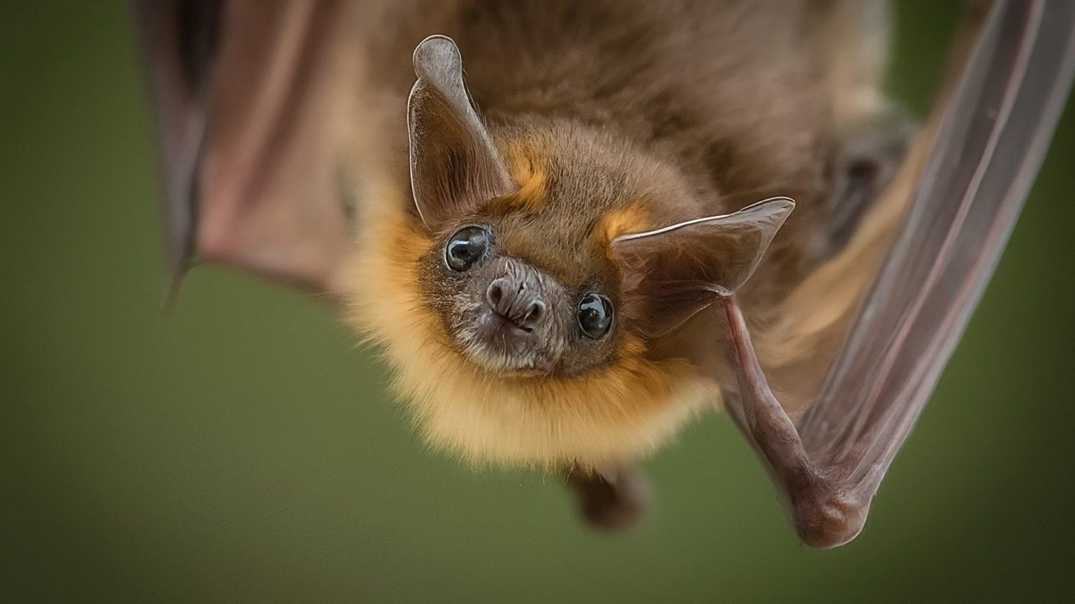 Discovery of new bat flu strain with potential to infect other species