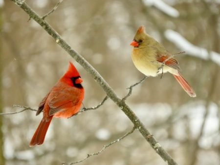 Environmental Factors Influence Birds’ Metabolic Rates: A Balancing Act