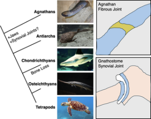 Evolutionary origin of lubricated joints at the dawn of jawed vertebrates