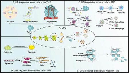 Exploring the Impact of the Ubiquitin-Proteasome System on Cancer