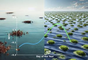 Exploring the Possibility of Floating Vegetation on Ocean Worlds