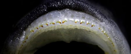 Fish teeth show how ease of innovation enables rapid evolution