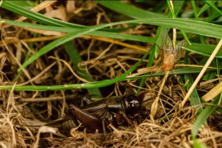 Hawaiian Parasitic Flies Enhance Auditory Skills to Target Host Crickets