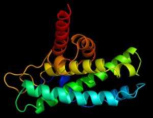 Discovery of new protein could revolutionize cancer drug delivery