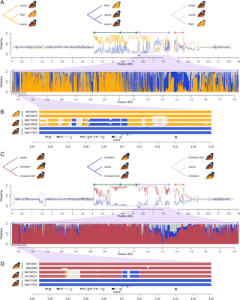 Incomplete recombination suppression fuels extensive haplotype diversity in a butterfly colour pattern supergene