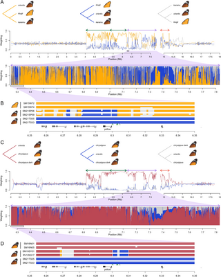 Incomplete recombination suppression fuels extensive haplotype diversity in a butterfly colour pattern supergene