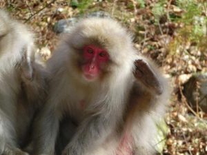 New Insights into Social Stress Among Wild Japanese Macaques: A Friendly