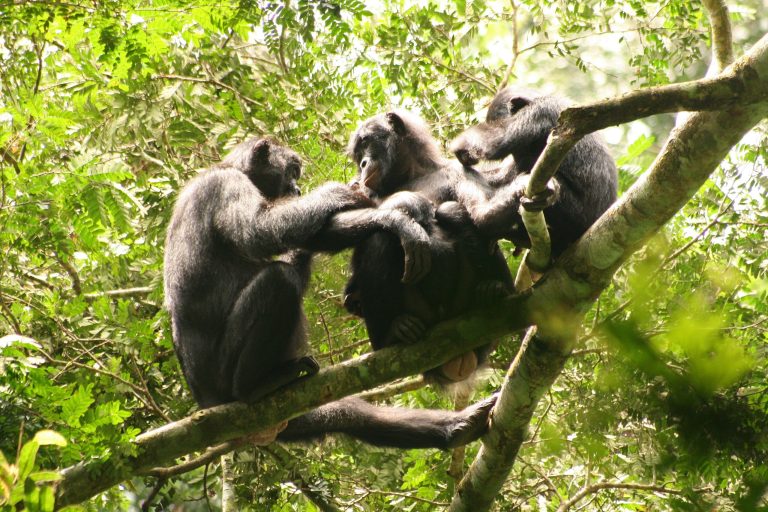 Researchers Push for Bonobo “Theory of Mind”