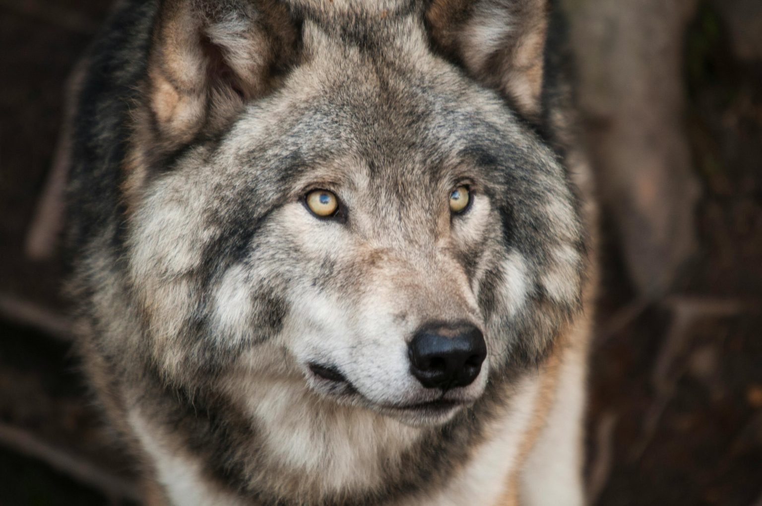 Simulation shows wolves had time to self-domesticate and evolve into dogs