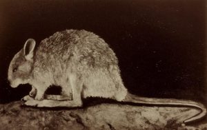 Small Clue Could Lead to Rediscovery of the Elusive Desert Rat-Kangaroo