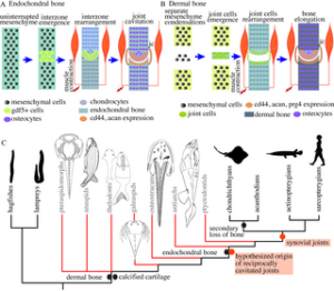 Synovial joints were present in the common ancestor of jawed fish but lacking in jawless fish