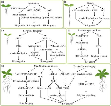 The Impact of Nitrogen on Plant Growth