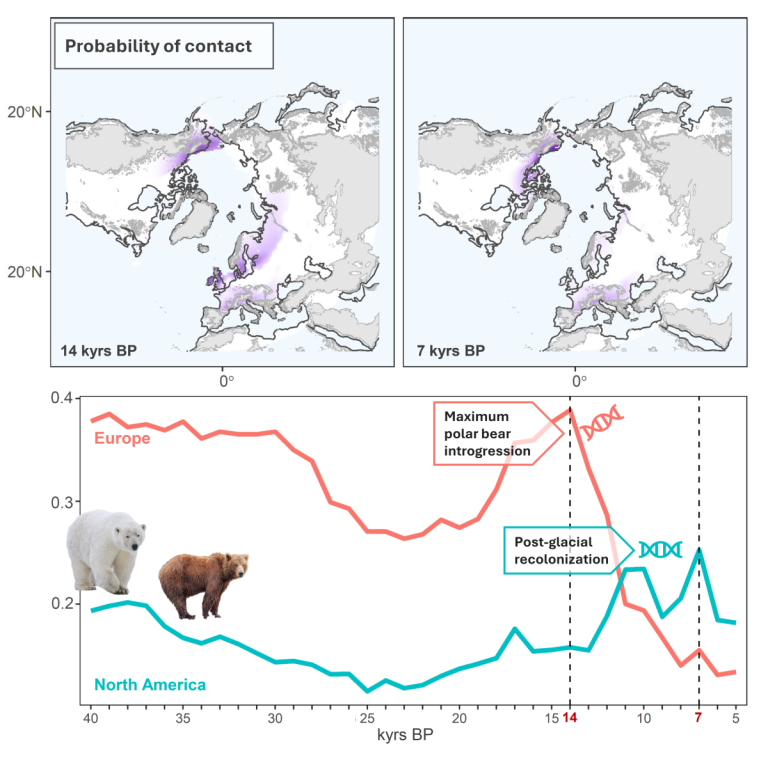 Unde Venis Species? RRphylogeography, a new accurate method finds the area of origin of species – Methods Blog