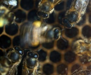 Virginia Tech Research Uncovers How Honeybee Dance Styles Influence