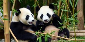 Why Are Pandas Primarily Herbivorous? Research Links Bamboo Molecules to