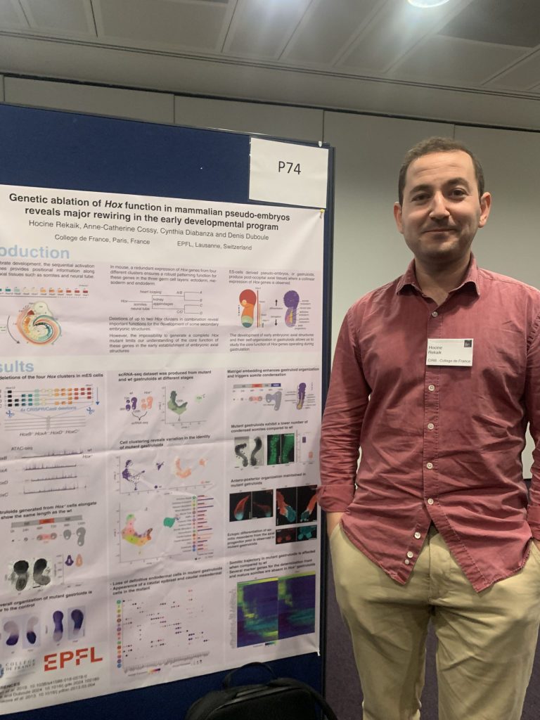 3rd Crick Beddington Symposium: Somites get lost without Hox keeping time