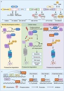 A Crucial Transcription Factor Influencing Immune Response and Cancer