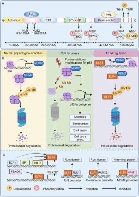 A Crucial Transcription Factor Influencing Immune Response and Cancer