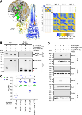 A new class of type VI secretion system effectors can carry two toxic domains and are recognized through the WHIX motif for export