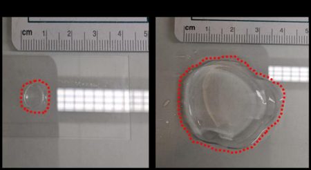 Advancing Expansion Microscopy Techniques for Plant Research