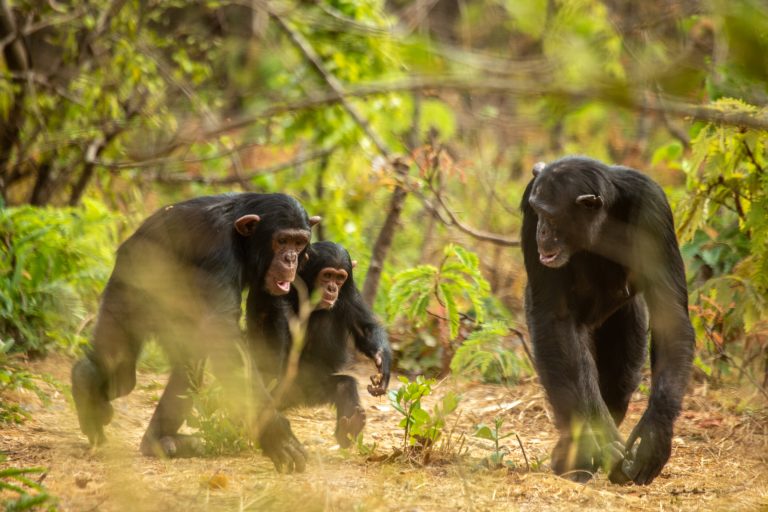 Bonobos and chimps offer clues to how our early ancestors had sex for social purposes