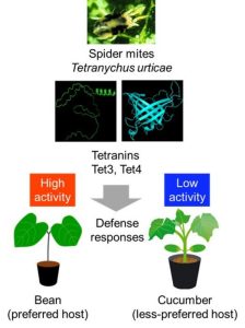 Breakthrough in Plant-Pest Interactions Offers Pathway to Sustainable