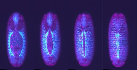 Cells ‘Speed Date’ to Identify Neighbors During Tissue Formation