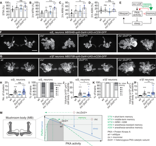 Enhanced memory despite severe sleep loss in Drosophila insomniac mutants