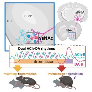 Exploring Brain Activity in Male Mice During Sexual Activity