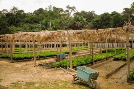 Exploring Pathways to Cultivate the Amazon’s Bioeconomy