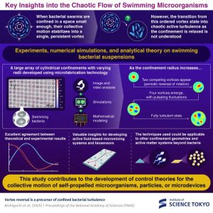 Exploring the Dynamics of Bacterial Collective