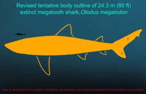 Megalodon’s Size and Shape Reveal Insights into Aquatic Vertebrate