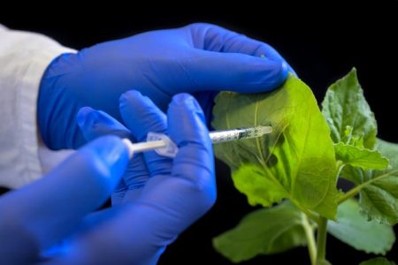 New Research Unlocks Innovative Strategies to Combat Widespread Plant Virus