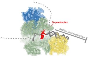 Revolutionary Cryo-Electron Microscopy Unlocks Secrets of DNA Replication