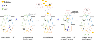 Structural characterization of the ABC transporter DppABCDF in Escherichia coli reveals insights into dipeptide acquisition