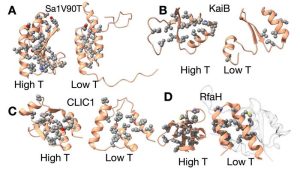 Study Reveals Cold Temperatures Activate Shapeshifting Proteins