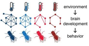 Temperature Affects Neuronal Connectivity and Behavior in Fruit Flies