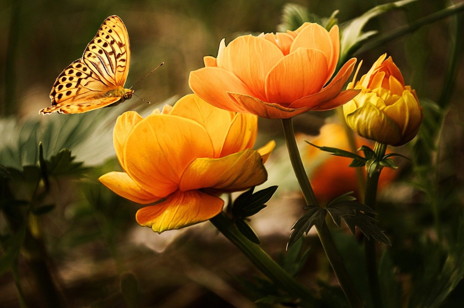 The tendency of some flowers to be ‘honest’ and reward pollinators with nectar is partly genetic, study suggests