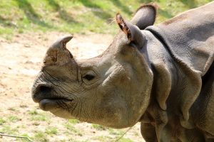 Unveiling a New Name for One of the World’s Rarest Rhinoceros Species