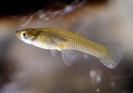 What Made Male Mosquitofish Smart?